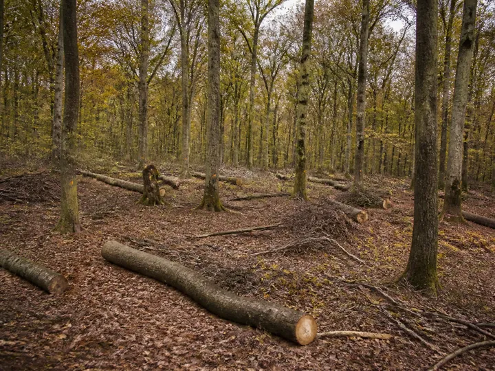 Forêt de feuillus en cours d'éclaircie, arbres abattus au sol