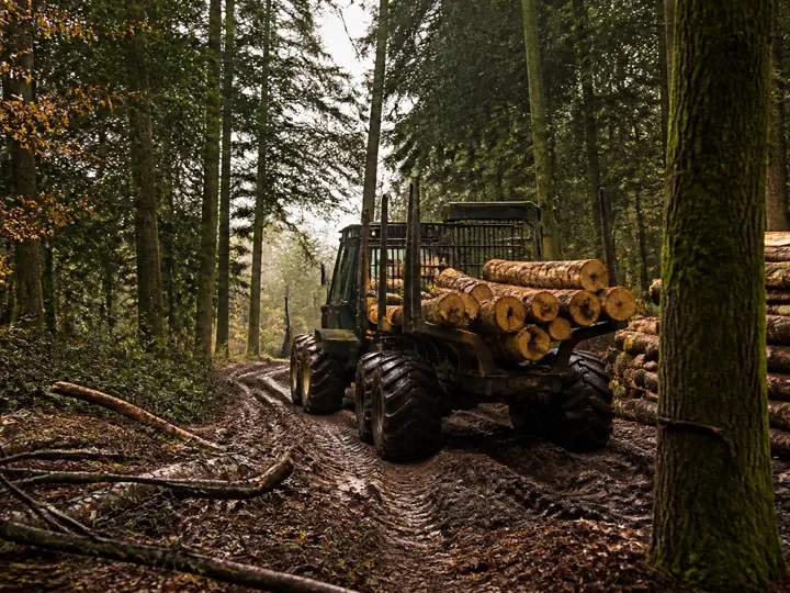Porteur forestier chargé de grumes sur une piste boueuse
