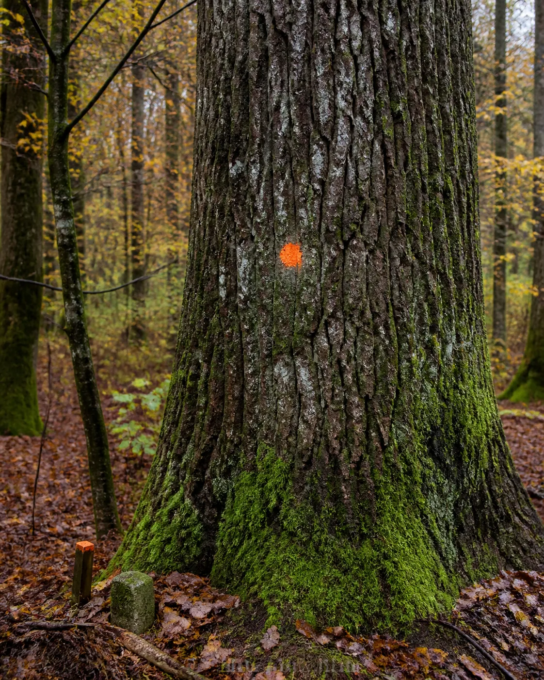 Tronc portant une marque orange dans un sous-bois