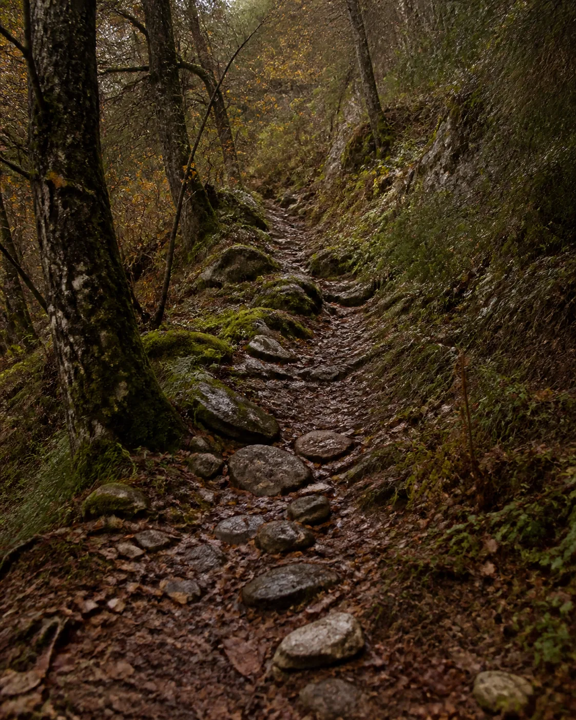Chemin forestier rocheux sur un terrain en pente
