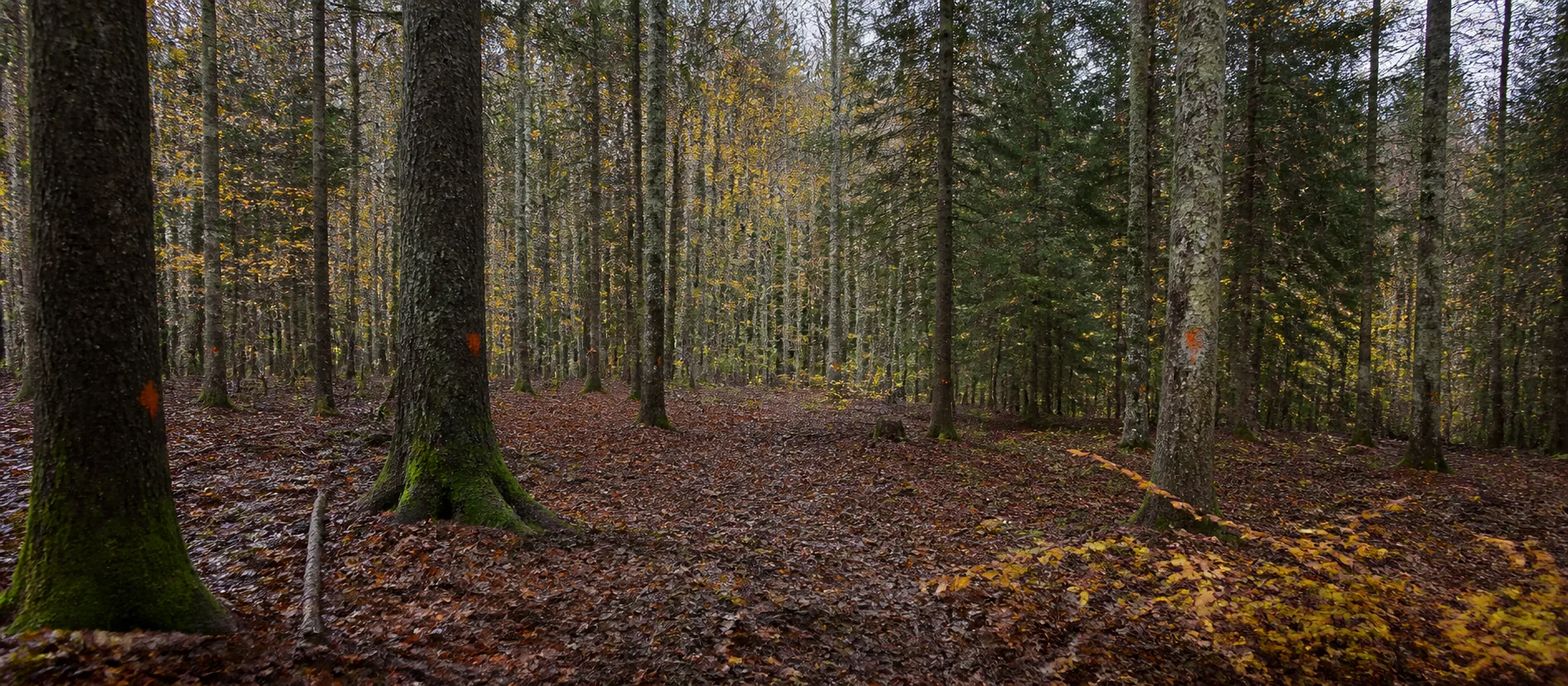 Arbres marqués dans une forêt au sol couvert de feuilles