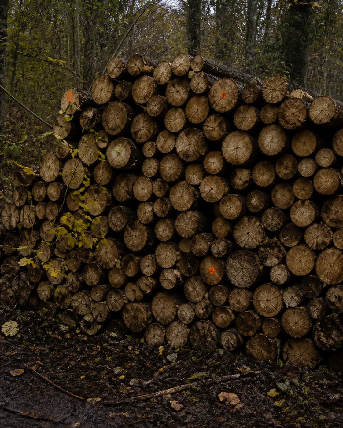 Grumes regroupées en bordure d’une parcelle forestière
