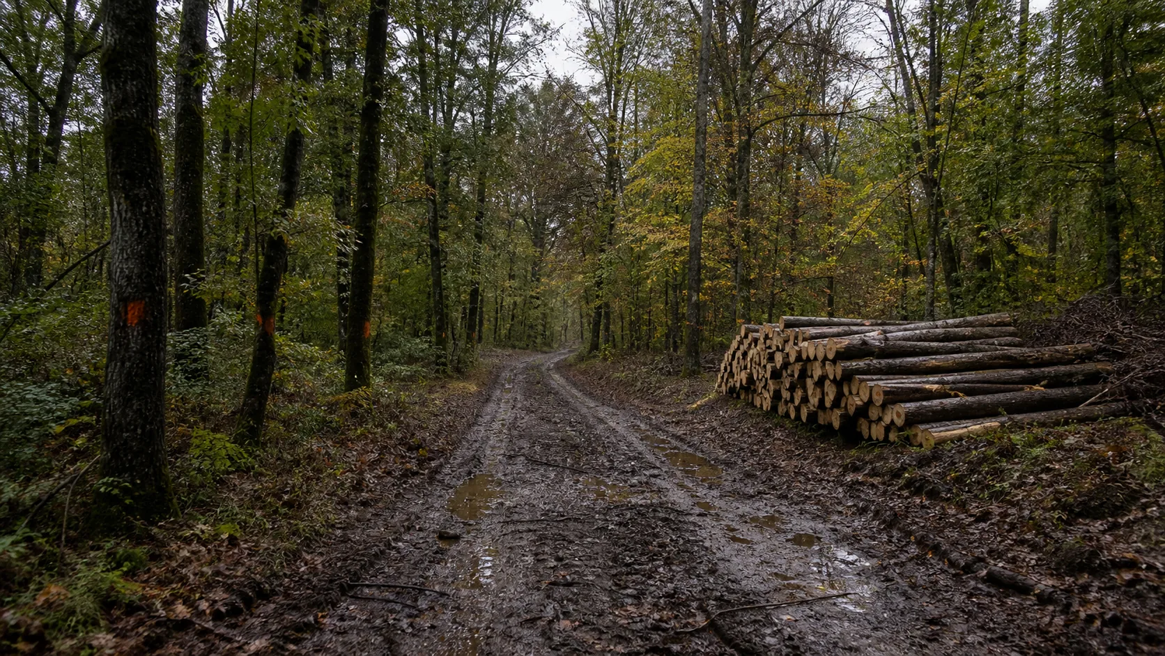 Chemin forestier entre des arbres marqués et des grumes empilées